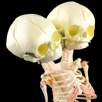 Človekove Dvojno Glavo Baby Lobanje Raziskovalni Model Okostje Anatomski Možganske Anatomije 176298